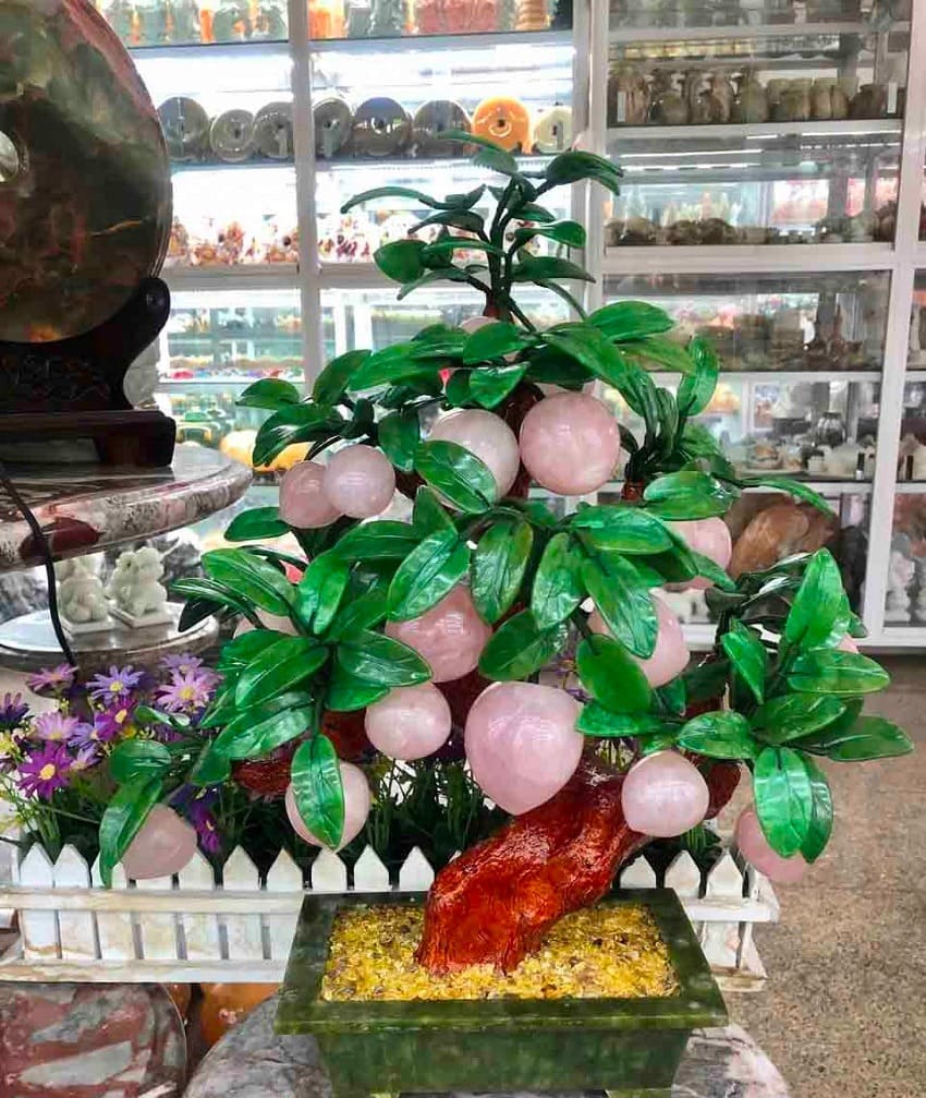 Cây ngọc phong thủy đặt trong nhà - biểu tượng của sự phát triển và tài lộc